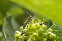 Neocompsa tenuissima