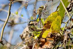 Anax junius