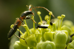 Neocompsa tenuissima