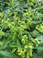 Euphorbia austriaca