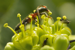 Neocompsa tenuissima