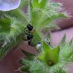 Cosmopepla conspicillaris