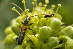 Neocompsa tenuissima