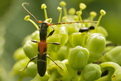 Neocompsa tenuissima