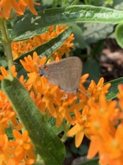 Satyrium calanus