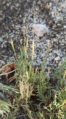 Zoysieae