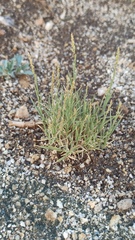 Zoysieae