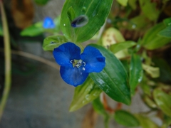 Commelina cyanea