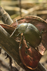 Leptinotarsa behrensi