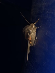 Catocala grynea