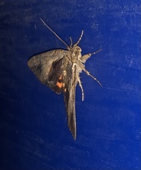 Catocala grynea