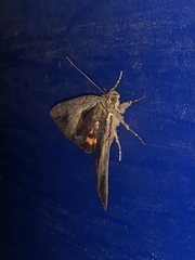 Catocala grynea