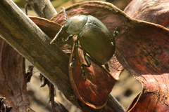 Leptinotarsa behrensi