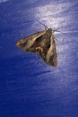 Catocala grynea