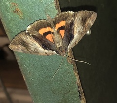 Catocala grynea