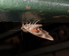 Catocala grynea