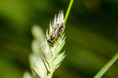 Rhogogaster picta