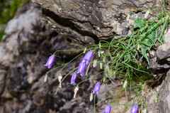 Campanula carnica