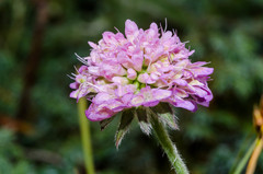 Knautia persicina