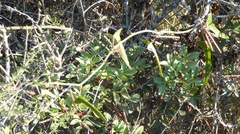 Smilax aspera