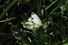 Pieris rapae