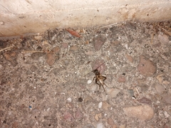 Eumodicogryllus bordigalensis