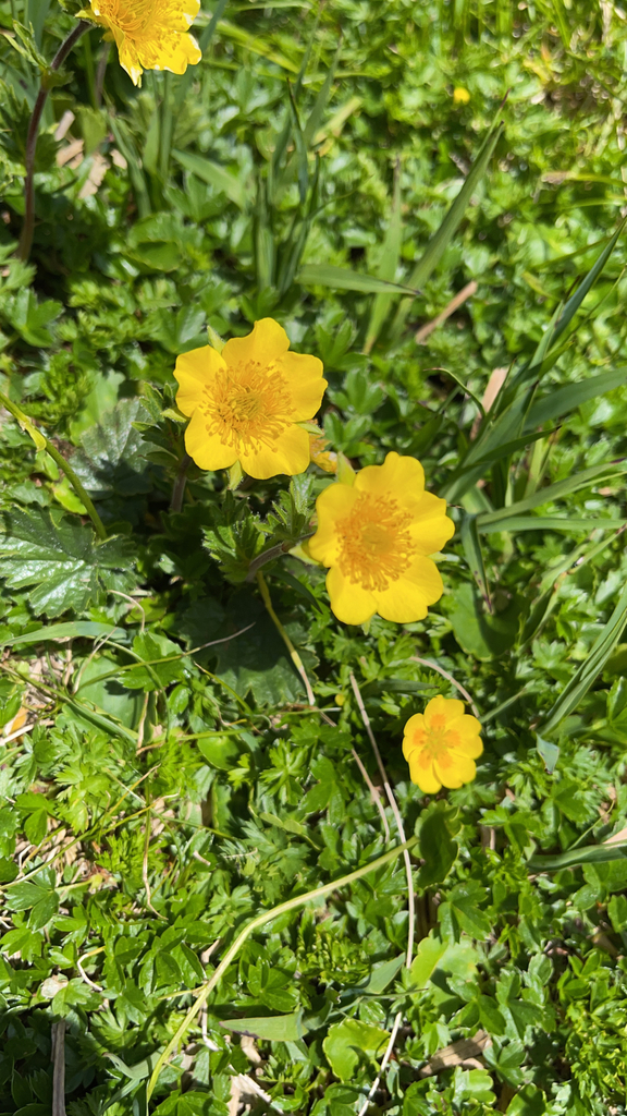 Geum montanum (Geum montanum)
