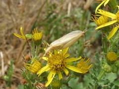 Oecanthus quadripunctatus
