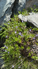 Veronica baumgartenii