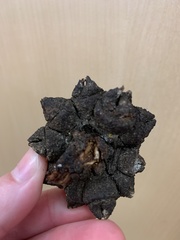 Eucalyptus eugenioides