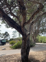 Eucalyptus eugenioides
