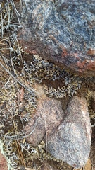 Selaginella asprella