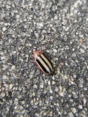 Disonycha leptolineata