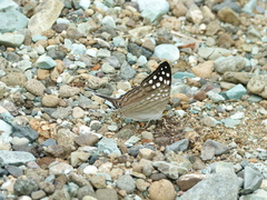 Marpesia merops