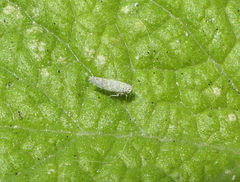 Eupteryx decemnotata