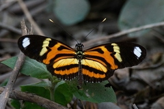 Heliconius ethilla narcaea