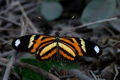 Heliconius ethilla narcaea
