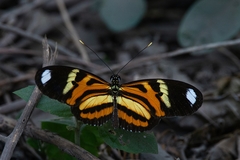 Heliconius ethilla narcaea