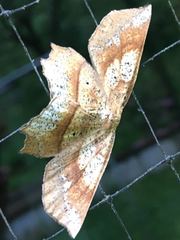 Euchlaena pectinaria