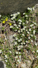 Mononeuria groenlandica