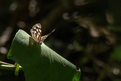 Dynamine postverta postverta