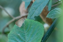 Cobalopsis miaba