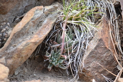 Dudleya pauciflora