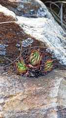 Dudleya pauciflora