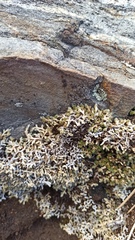 Selaginella asprella