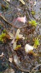 Pinguicula lusitanica