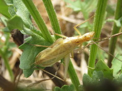 Oecanthus quadripunctatus