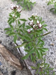 Polanisia dodecandra dodecandra