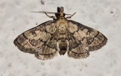 Metasia ophialis