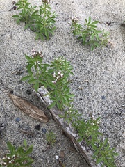 Polanisia dodecandra dodecandra